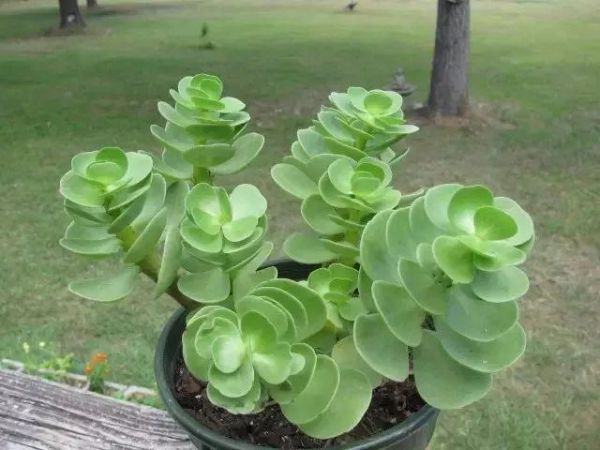 叶子像钱币般的植物，除了铜钱草、金钱树，还有这种肉质型小植物