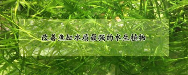 改善鱼缸水质最强的水生植物