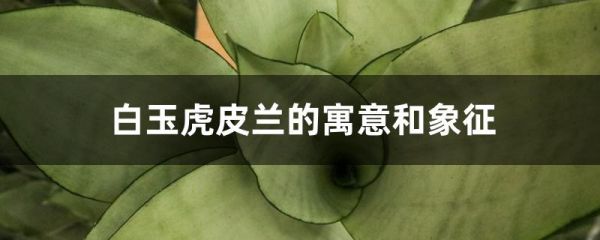 白玉虎皮兰的寓意和象征