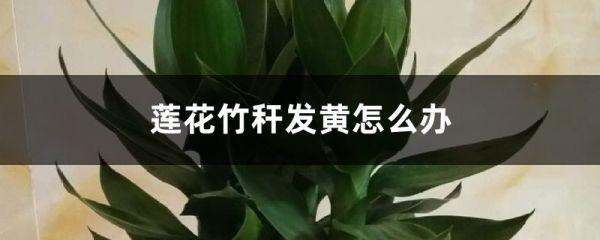 莲花竹秆发黄如何办