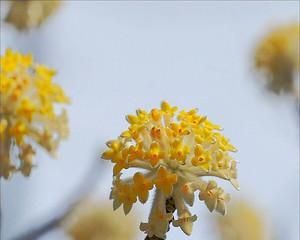 以结香花的寓意和风水（探究结香花的意义和其在风水中的作用）