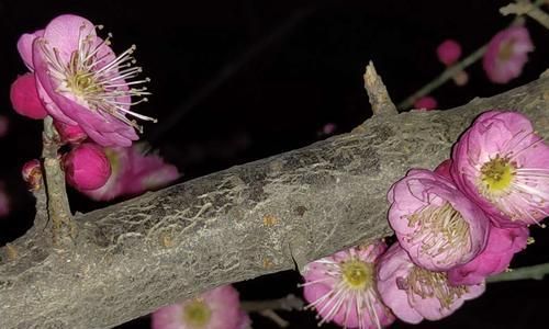 腊梅花语与爱心的力量（用腊梅花解读真爱）