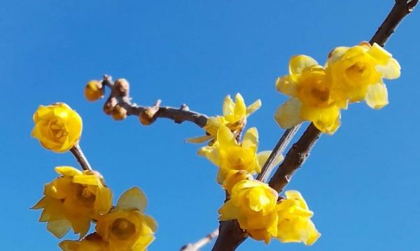 腊梅花语与爱心的力量（用腊梅花解读真爱）