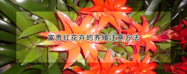 富贵红花卉的养殖注意方法