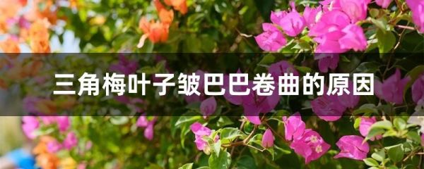 三角梅叶子皱巴巴卷曲的原因