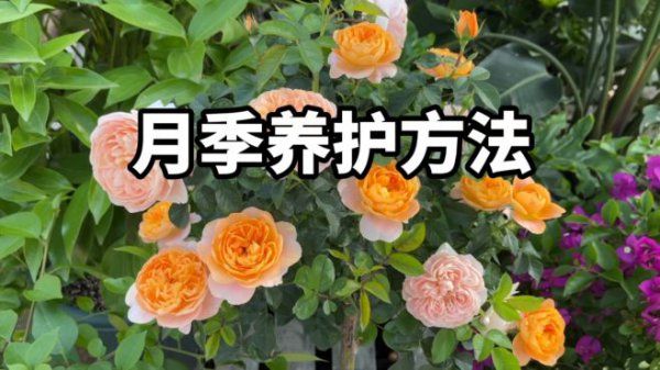 夏季如何养护月季越夏安全