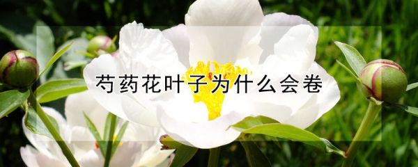 芍药花叶子为什么会卷