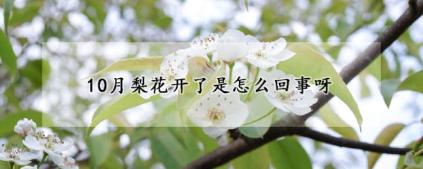 10月梨花开了是怎么回事呀