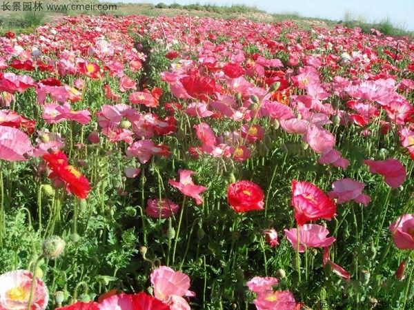 虞美人开花图片花海