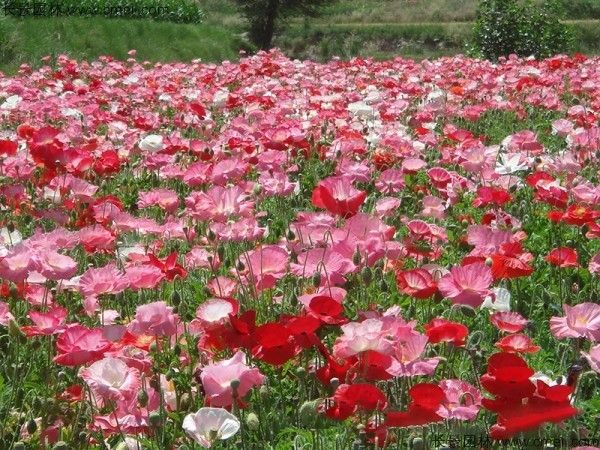 虞美人开花图片花海