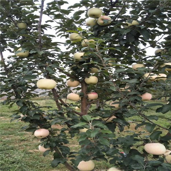 瑞普丽苹果树苗，马克砧木嫁接红蜜脆苹果树 自花结实