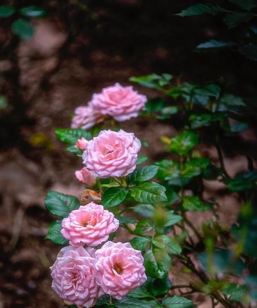 芙蓉月季花语（唤醒心中的浪漫情怀——芙蓉月季花语）