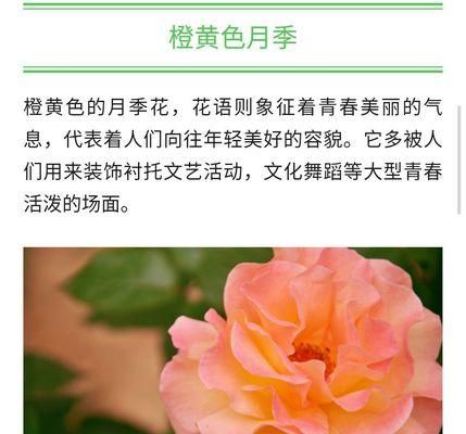 芙蓉月季花语（唤醒心中的浪漫情怀——芙蓉月季花语）