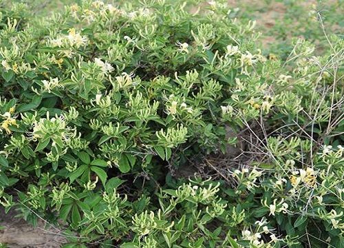 金银花施什么肥料最好（金银花施什么肥长得最快产量高）