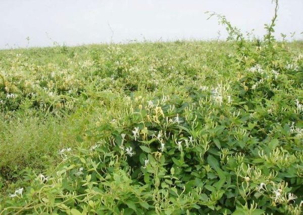 金银花施什么肥料最好、金银花用什么肥料最好