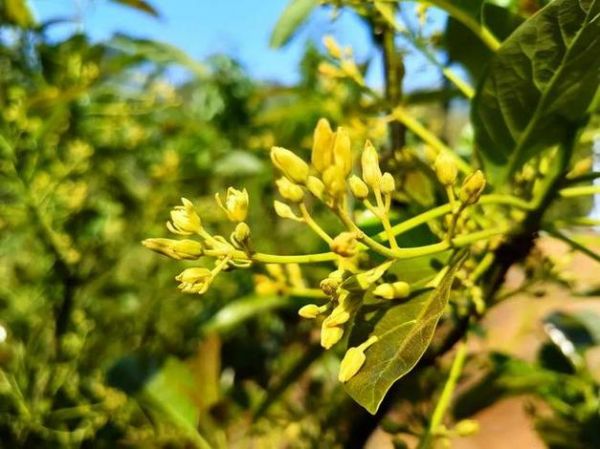 牛油果花语大全_牛油果的花是什么颜色的