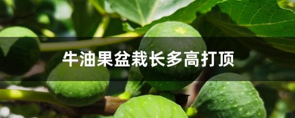 牛油果盆栽长多高打顶