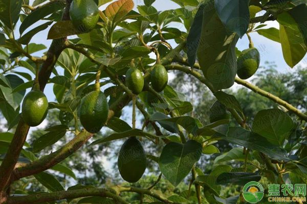 牛油果5大种植步骤-图片版权归惠农网所有