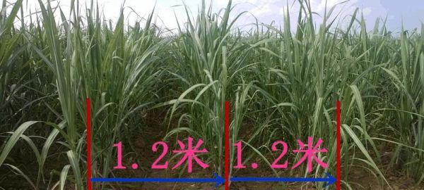 北方甘蔗种植全指南（种植时间、方法、技巧）