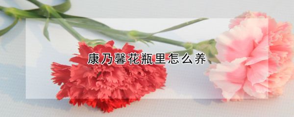 康乃馨花瓶里怎么养