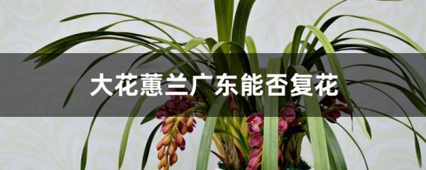 大花蕙兰广东能否复花