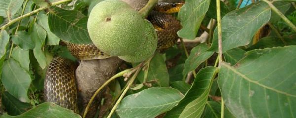 脑白金植物果实怎么吃