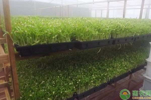 苗菜种植方法技术-图片版权归惠农网所有