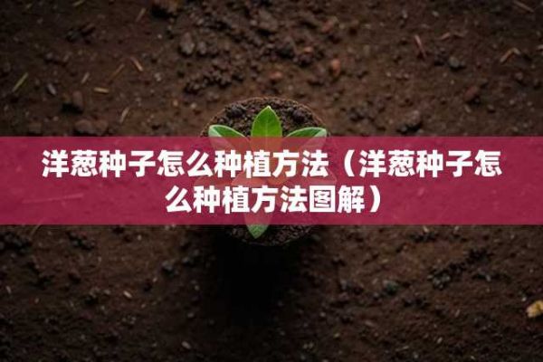 洋葱种子怎么种植方法（洋葱种子怎么种植方法图解） 第1张