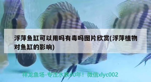 浮萍鱼缸可以用吗有毒吗图片欣赏(浮萍植物对鱼缸的影响) 斯维尼关刀鱼