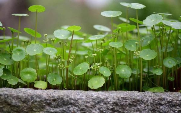 冬季养铜钱草，做好这几点，保准让其一片生机！