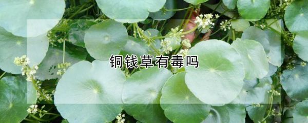 铜钱草有毒吗