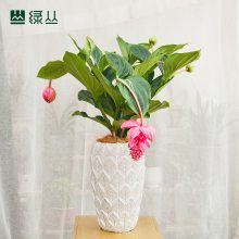 宝莲灯 年宵花卉盆栽植物 武汉同城 水泥浮雕盆