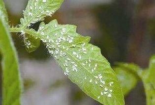 夏天养花虫子多，几个小妙招驱虫，太有用了！花再也不长虫了