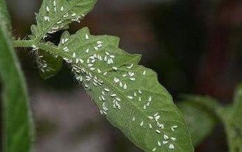 夏天养花虫子多，几个小妙招驱虫，太有用了！花再也不长虫了