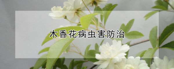 木香花病虫害防治