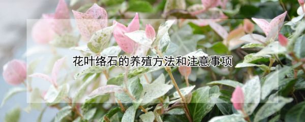 花叶络石的养殖方法和注意事项