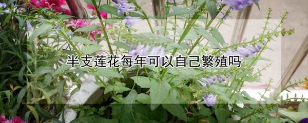 半支莲花每年可以自己繁殖吗