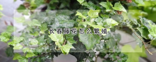 长春藤花怎么繁殖