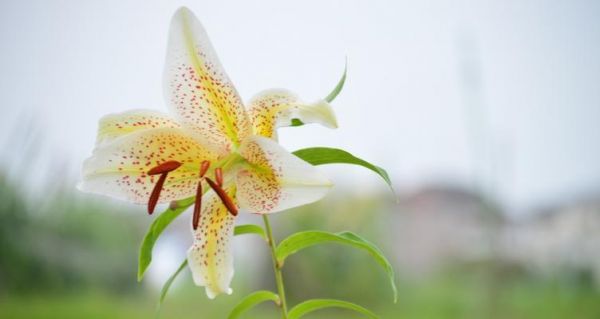 白百合花语（揭示白百合花语的含义与传达方式）