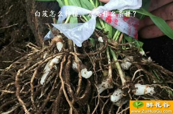 白芨怎么种植，需要什么条件？