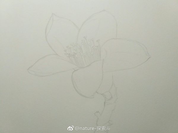 彩铅画木棉花教程