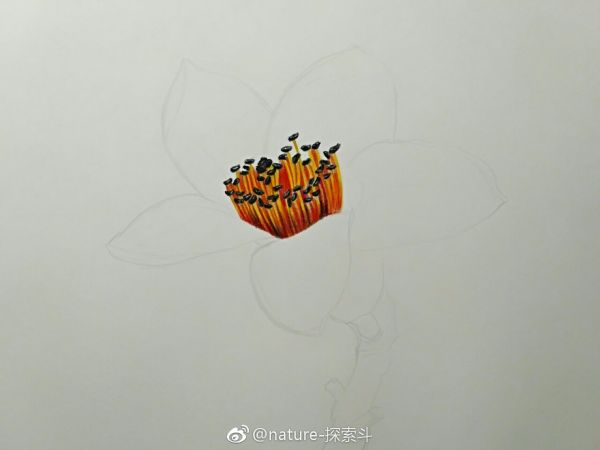 彩铅画木棉花教程