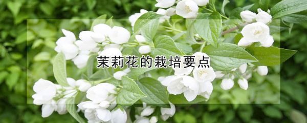 茉莉花的栽培要点