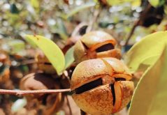 <strong>种植油茶树的前景如何？油茶树的种植方法介绍</strong>