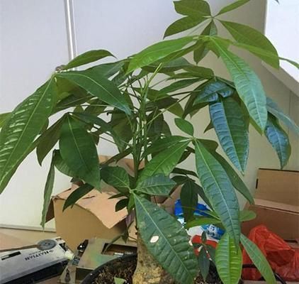 发财树的种植与保养（从选择品种到健康养护，全面解析发财树的种植和养护技巧）