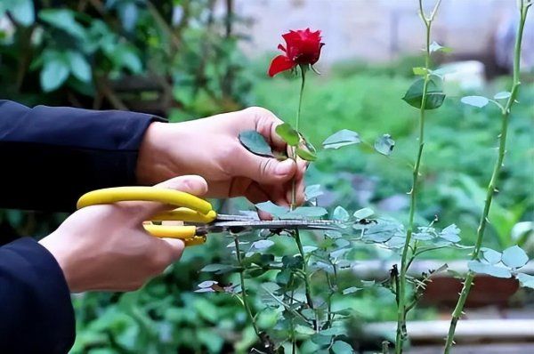 夏季月季开花失败后怎么办