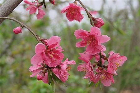 花卉垂枝碧桃的养护方法