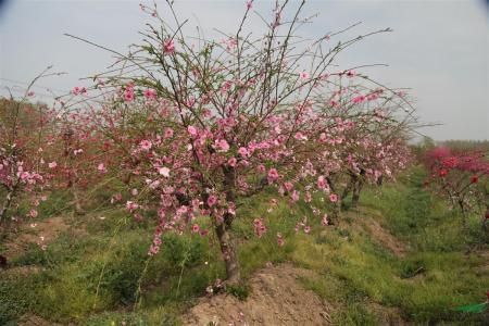 花卉垂枝碧桃的养护方法