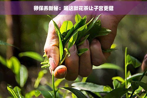 卵保养新秘：喝这款花茶让子宫更健