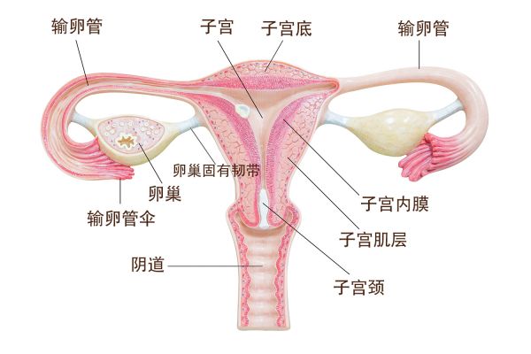 女性内生殖器图